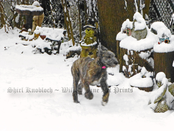 "Wolfie Zoomies in the Snow"
