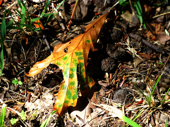 "Between Seasons"   I called this photo "Between Seasons" a little leaf not knowing to stay green waiting for spring, turn yellow with autumn, or succumb to winter's brown............