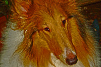 "Collie Tapestry"