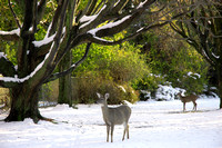 "Winter Deer"