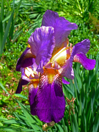 "Iris"