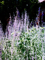 "Lavender in the Cloister Garden"
