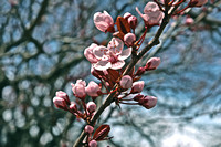 "Cherry Blossom"