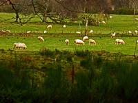 "Highland Pastures"
