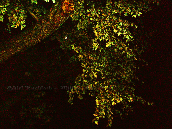 "Moonlight on the Leaves"