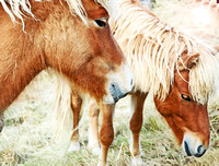 "Icelandic Ponies"