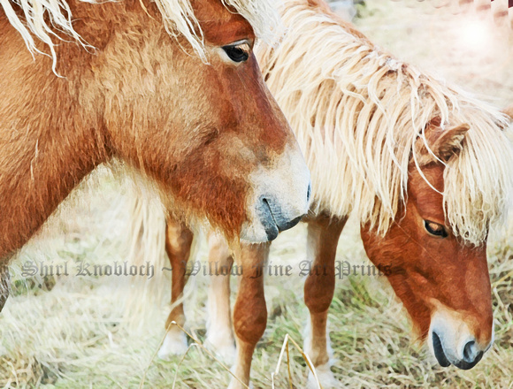 "Icelandic Ponies"