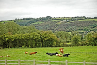 "An Irish Pasture"
