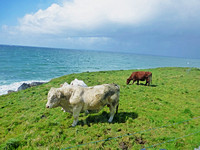 "The Sea, the Green, the Cows"