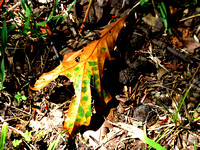 "Between Seasons"   I called this photo "Between Seasons" a little leaf not knowing to stay green waiting for spring, turn yellow with autumn, or succumb to winter's brown............