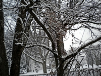 "Snow Branches"