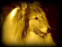"Contented Collie"