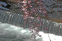 "Waterfall Blossoms"