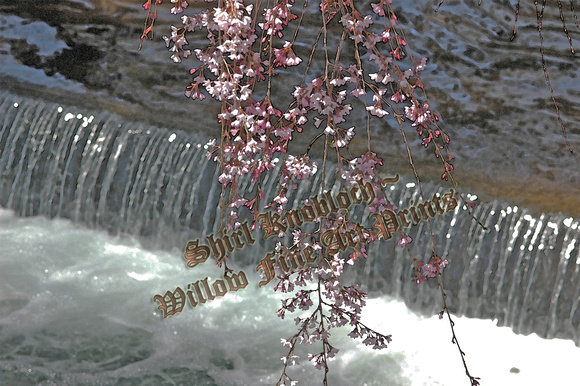 "Waterfall Blossoms"