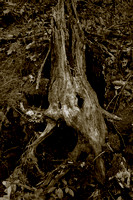 "Spooky Tree"