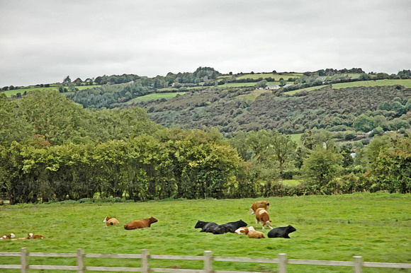 "An Irish Pasture"